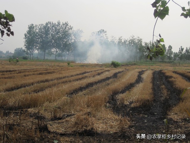 从秸秆禁止焚烧再到毒教材